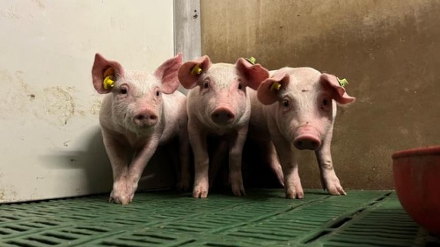 Edition numérique des abonnés