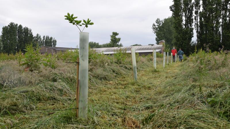 Plant bomen tegen droogte, mét subsidie