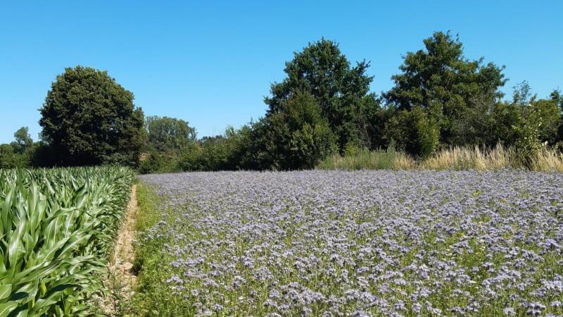 De bloemenrand vorig voorjaar naast een perceel maïs.