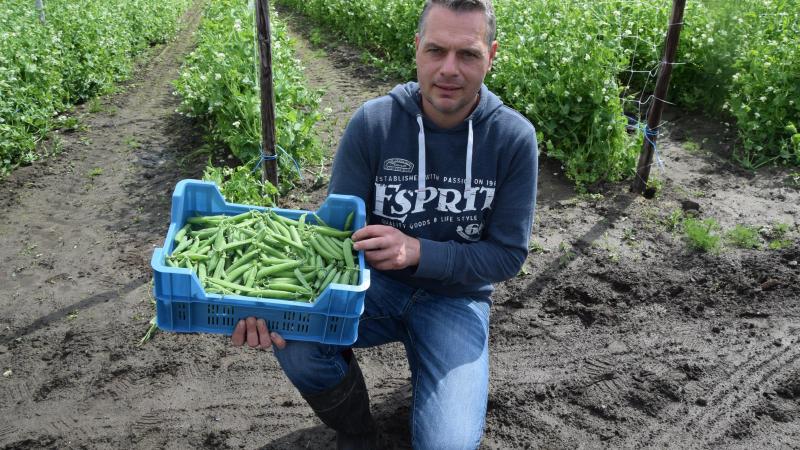 De laatste 5 à 6 jaar breidde Maarten De Wit het areaal uit, in samenwerking met de veiling.