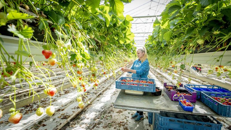 De land- en tuinbouwsector was lange tijd de enige sector die nog de mogelijkheid had om loon cash uit te betalen. Vanaf 1 september 2022 is dat niet meer toegelaten.