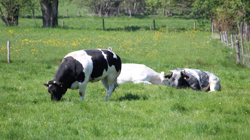 In 2022 werden zoogkoeien duurder dan stieren.
