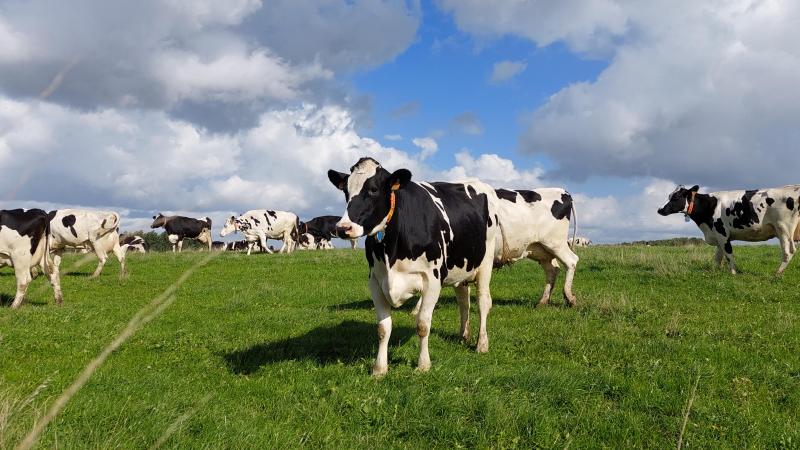 Volgens de enquête kiest de meerderheid van de melkveehouders (72%) voor beweiden, omdat dit beter is voor de gezondheid  en het welzijn van de dieren.