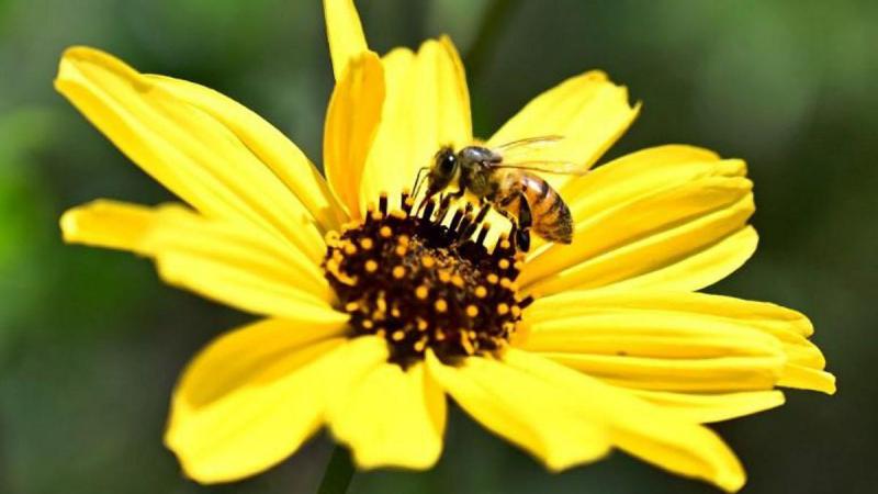 Ongeveer 4 op de 5 gewassoorten en wilde bloemensoorten in Europa zijn in mindere of meerdere mate aangewezen op bestuiving.