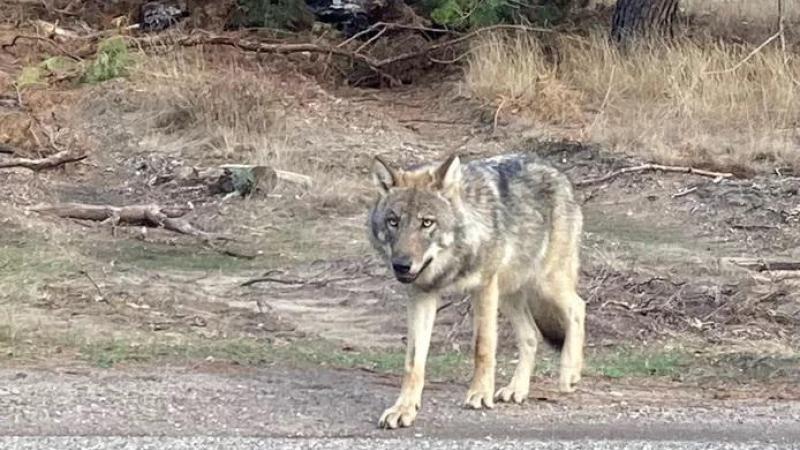 Het gaat volgens Loos zo goed als zeker om een jonge zwervende wolf van minder dan 2 jaar oud, wellicht uit een roedel van Duitsland, Nederland of Frankrijk, die op zoek is naar een partner en een leefgebied om zich te vestigen.
