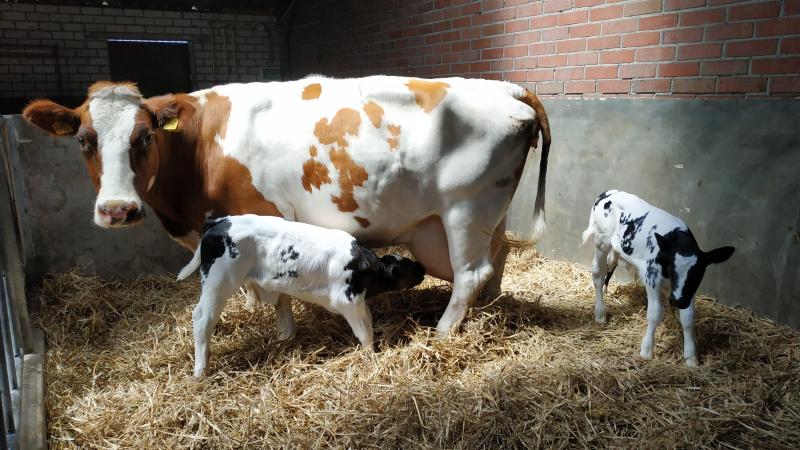 Gekalfde tweelingen. Veelal sterft een van de foetussen af.