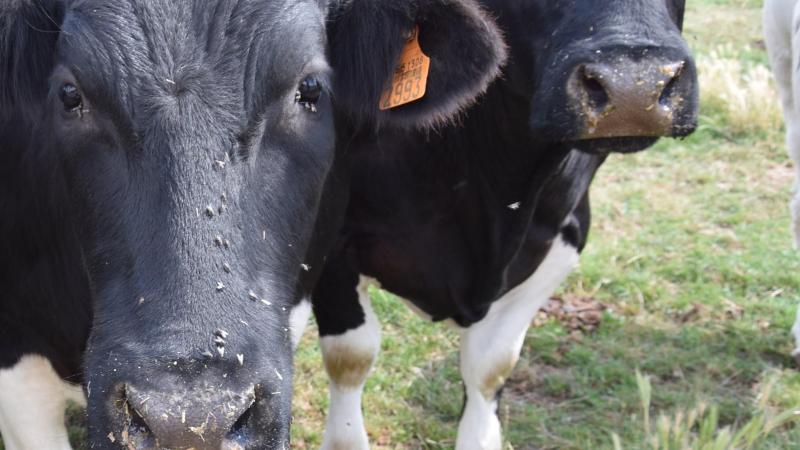 Hoewel een benoitiose-infectie meestal symptoomloos verloopt, kunnen deze dragerdieren de besmetting wel doorgeven. Dat gebeurt via bloedzuigende vliegen, zoals dazen en stalvliegen.
