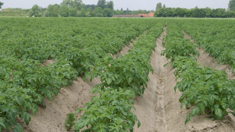 Vooreerst wordt in het voorstel van het nieuwe Vlaamse Pachtdecreet een nieuwe uitzondering gemaakt in de vorm van een langdurig cultuurcontract.