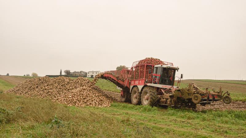 Bij bieten speelt zowel de verse opbrengst als de drogestofopbrengst een rol.