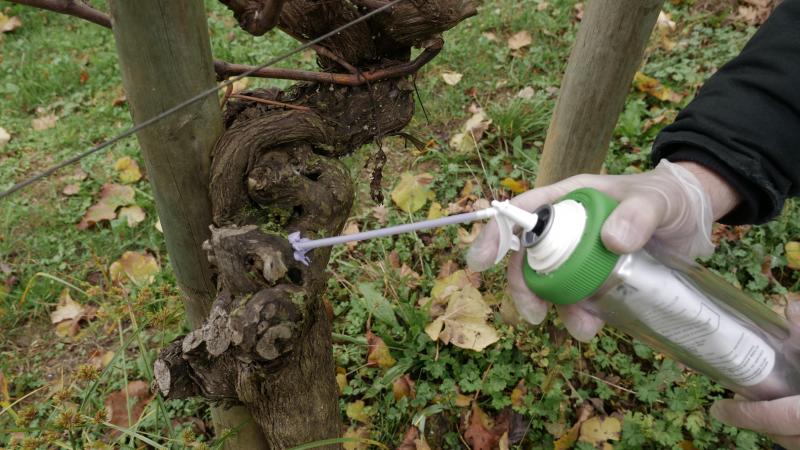 Bayer wordt de exclusieve distributeur van zeer innovatieve, op feromoon gebaseerde  biologische producten van de Franse firma M2i.