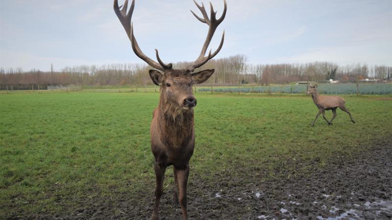 Er mogen in Nederland geen nieuwe hertenboerderijen starten.