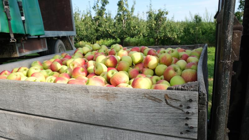 In de supermarkt betaal je voor een kg appelen 2,5 tot 3 euro. In de veiling krijgen de fruitboeren echter nauwelijks 0,3 tot 0,35 eurocent per kg