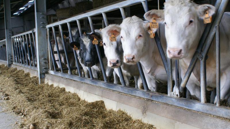 De prijzen voor Belgisch witblauwe kalveren en koeien stijgen.