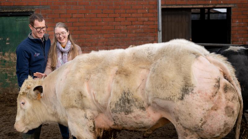 De dekstieren van Kristof en Sandra lopen bij goed weer buiten zodat hun beenwerk soepel blijft voor het dekken