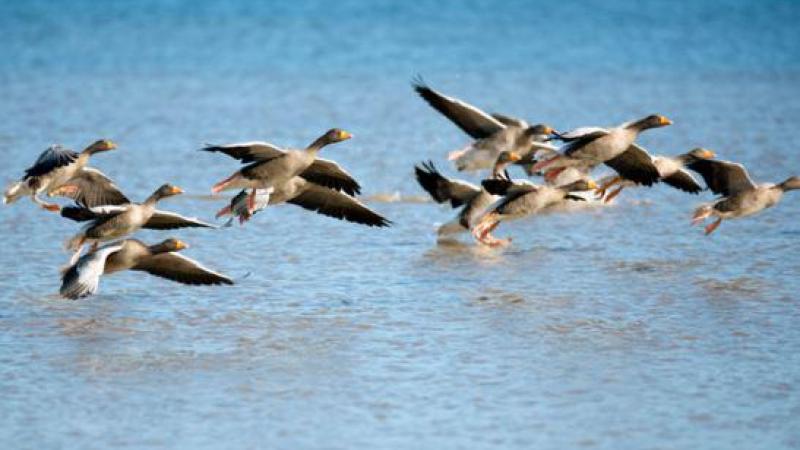 Vogelgriep is niet langer seizoensgebonden. Het vestigt zich steeds meer en meer permanent op ons grondgebied