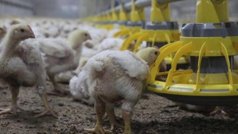 De Europese Commissie verzekert dat de geharmoniseerde regels conform zijn met de internationale normen van de WOAH waardoor er geen belemmeringen zijn inzake handel met derde landen.