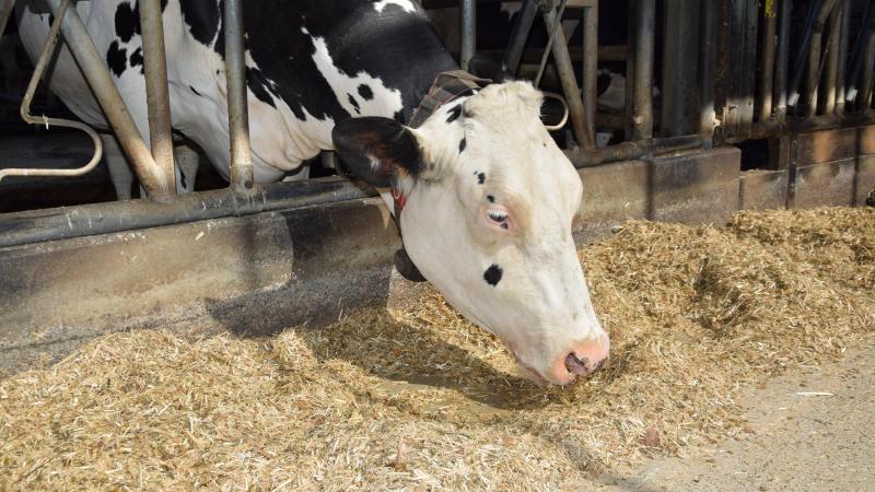 Broeiremmers in ruwvoeders lijken in de verschillende experimenten een positief effect te hebben op de drogestofopname.