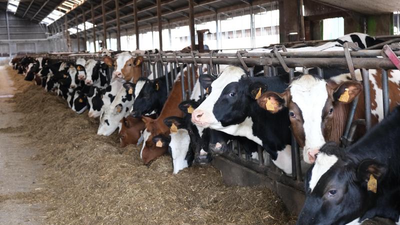 Van zodra ons land de ziektevrije of artikel 10-status bereikt, moet het geen aanvullende garanties meer leveren om dieren binnen de EU te kunnen verhandelen naar andere  lidstaten of regio’s die ook een artikel 10-status hebben.