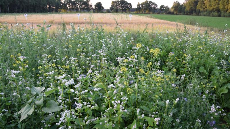 Dankzij de goedkeuring komt dit jaar nog zo’n 300 miljoen euro, voornamelijk Europese middelen, vrij voor de verdere verduurzaming van de Vlaamse Land- en tuinbouwsector.