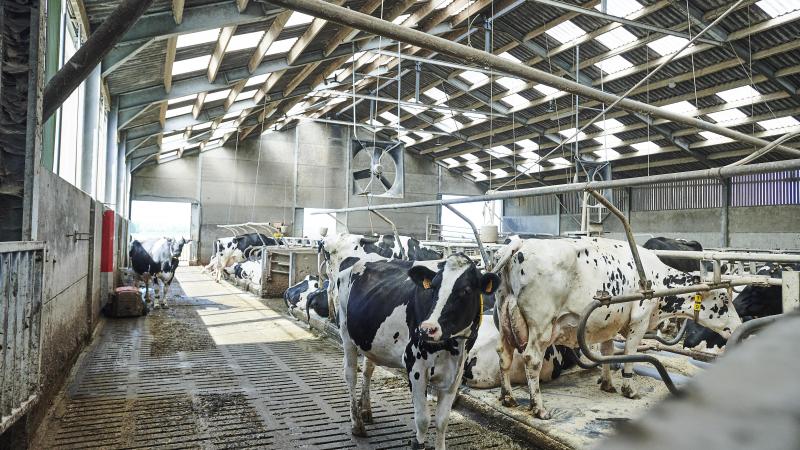 De ernst van de hittestress hangt onder andere af van de temperatuur, luchtvochtigheid, zonnestraling en luchtsnelheid waarmee de koe geconfronteerd wordt in haar omgeving.