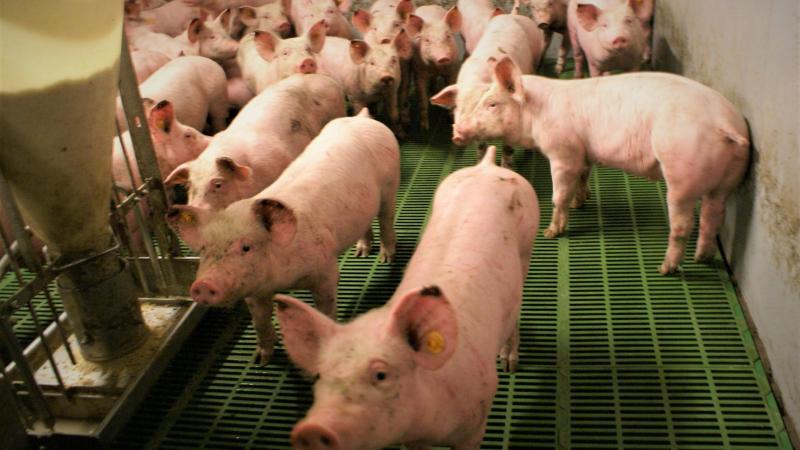 De Europese Commissie geeft groen licht voor van een oproep waarbij Vlaamse varkensbedrijven met de hoogste stikstofimpact op de natuur hun varkensstallen vervroegd en vrijwillig kunnen stopzetten.