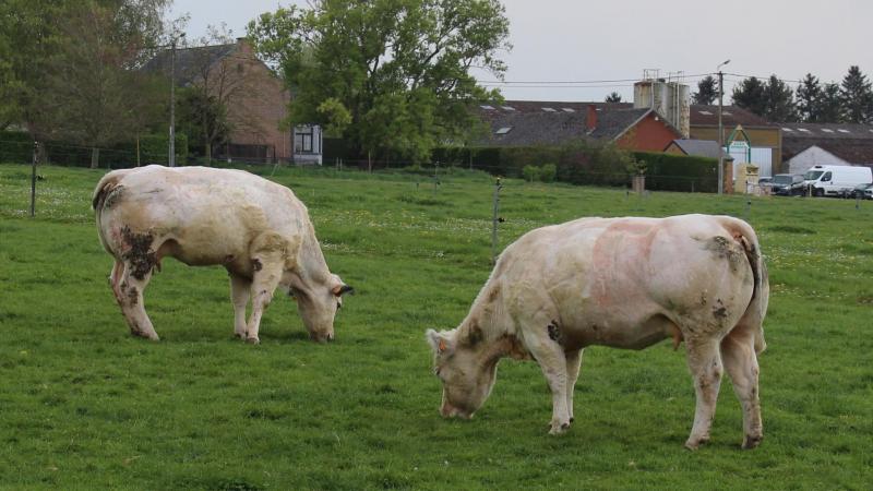 Het zopas bereikte stikstofakkoord van de Vlaamse regering vraagt zware inspanningen van de sector en daar kunnen we uiteraard niet positief over zijn, zegt Groene Kring.