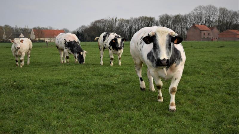 De prijzen voor Belgisch witblauwe koeien en stieren zijn stabiel, die voor kalveren vermindert.