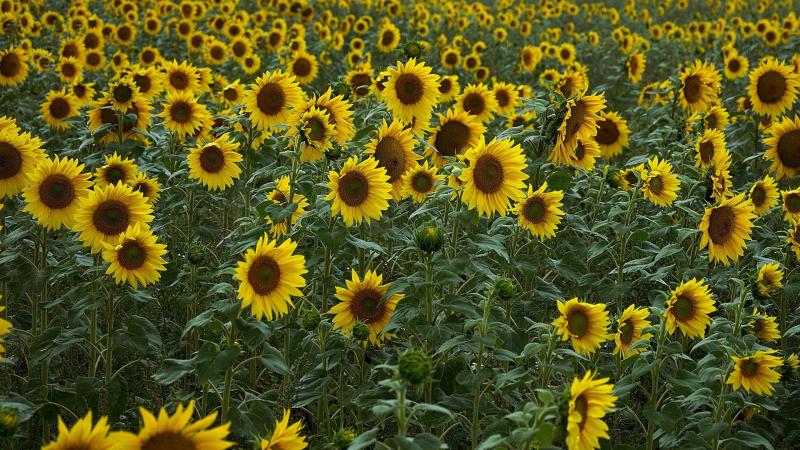 Onderzoekers van de faculteit Bio-ingenieurswetenschappen van de UGent hebben een potentiële nieuwe biostimulant geïdentificeerd voor gewassen die lijden aan zoutstress.