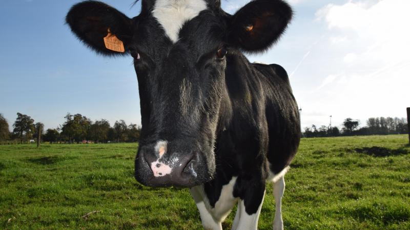 In het huidige paratuberculosewerkjaar liet al zo