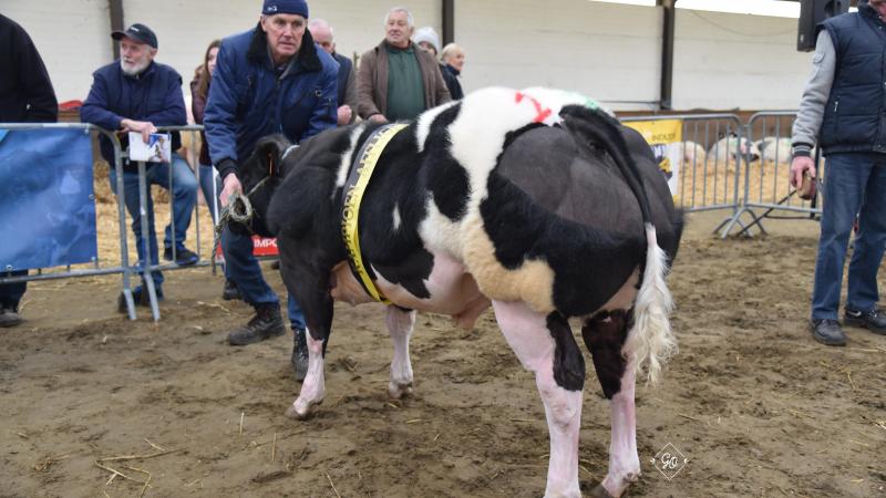 Kampioenschap Stieren van 6 tot 10 maanden: Baloé vh Kruisborre (Darko X Idéfix) van Roger & Jan Orinx uit Asse.