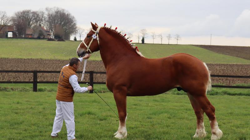 Kampioenhengst van het Vlaams Paard 2023, L-Valley Prince Piper.