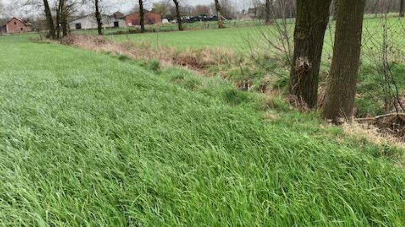 Het Italiaans raaigras in de perimeter waar de bladeren in de herfst gevallen zijn, staat veel groter en heeft een merkelijk donkerdere groene kleur dan de rest van het perceel.