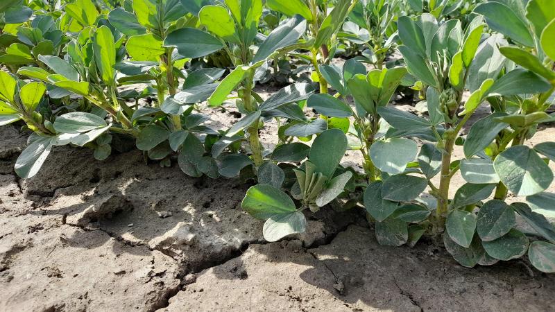 Met de teelt van winterveldbonen kunnen hoge eiwitopbrengsten gehaald worden.