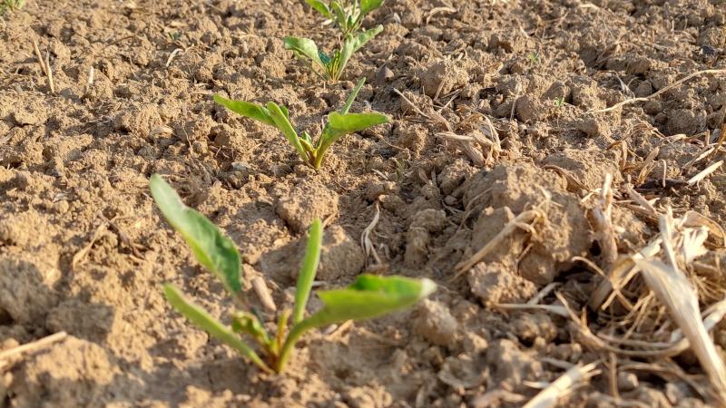 Preventie kan onder andere door gepaste rassenkeuze, zoals een rhizoctonia-resistent ras .
