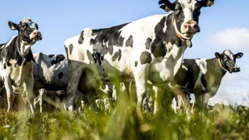 De Nederlandse provincie Gelderland gaat miljoenen euro