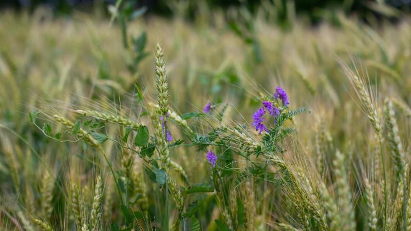 Het project rond agro-ecologische granen doet een oproep naar landbouwers in Zuid-Hageland die wensen mee te doen.