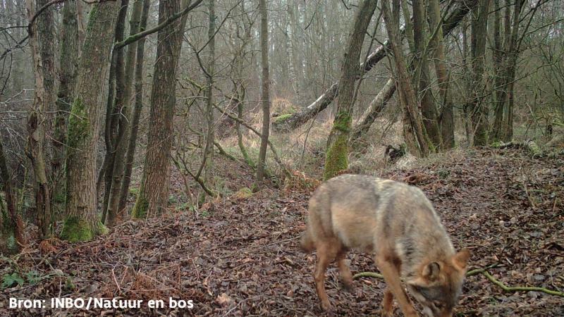 Wolvin Noëlla had op de beelden geen dikke buik meer.