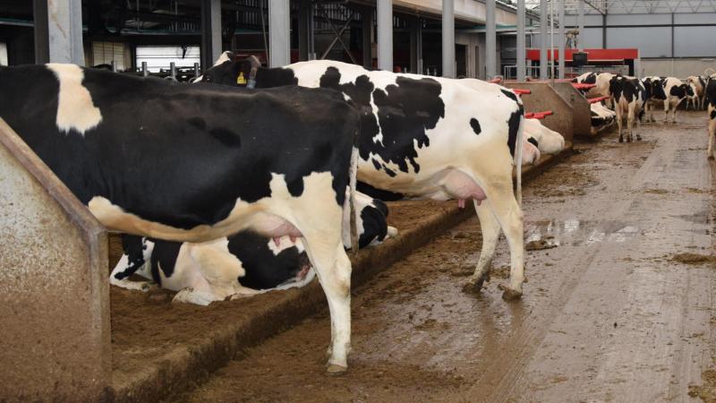 De resultaten van emissiearme stallen liggen onder vuur in Nederland.
