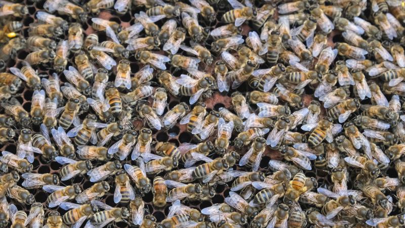 In regio’s waar Aziatische hoornaars vertoeven, kan dit een grote weerslag hebben op het bijenbestand.