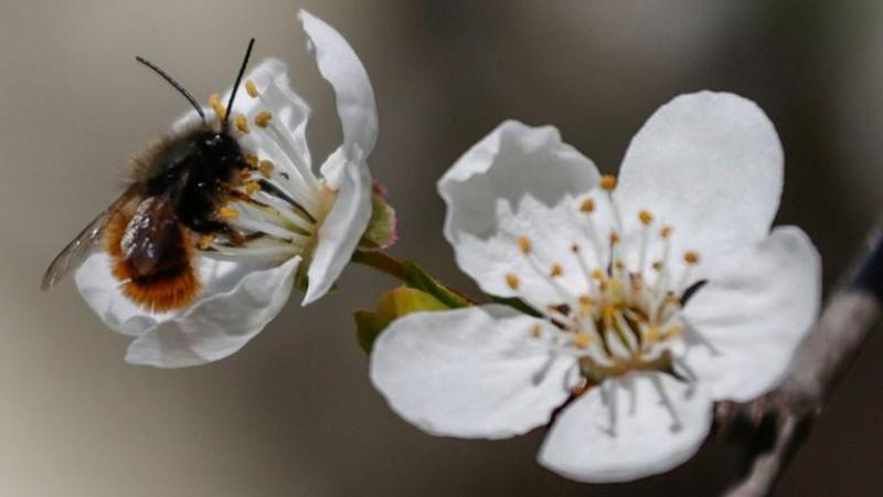 Afgelopen winter stierf 23% van de Vlaamsebijenpopulatie.