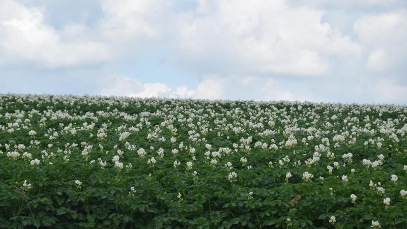 Het potentieel is groot voor alle aardappel-producerende regio