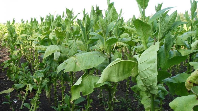 Door te kiezen voor de teelt van voedsel in plaats van tabak geven we prioriteit aan gezondheid, behouden we ecosystemen en versterken we de voedselzekerheid voor iedereen, zegt WHO-chef Tedros Adhanom Ghebreyesus.