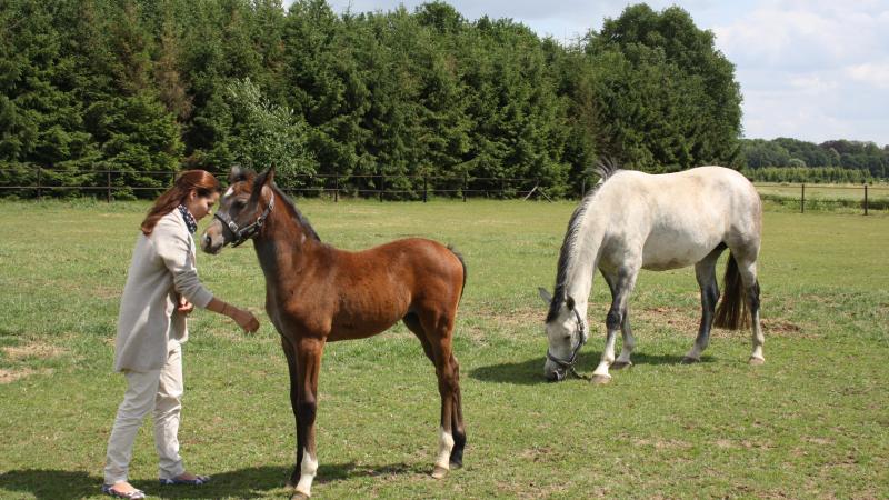 Veulen op de weide bij Biolley Horses in Berlaar. Veulen en merrie hebben het volste vertrouwen in de mens.