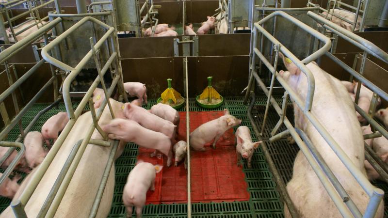 Bij hittestress ziet men bij de zeugenmeer sterfte, een verminderde melkgift en meer onrust, waardoor ook de biggensterfte toeneemt.