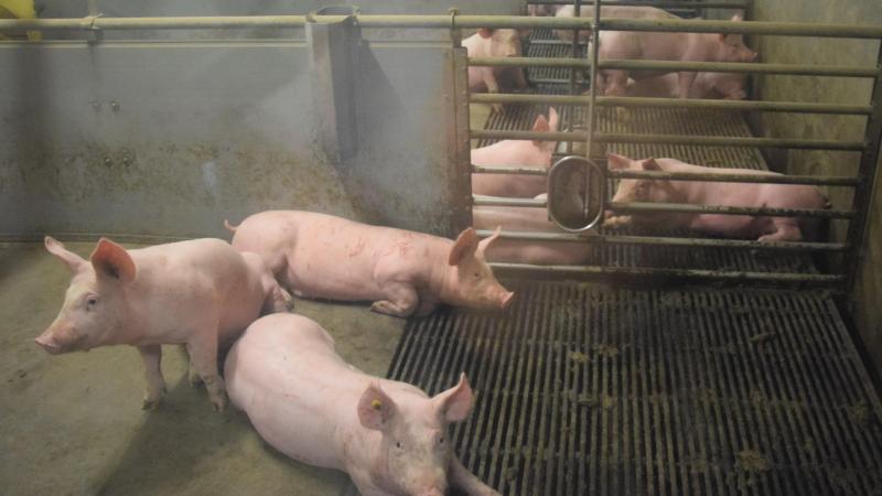 Rambo iseen onderzoeksproject naar ammoniakreductie in de varken- en pluimveesector.