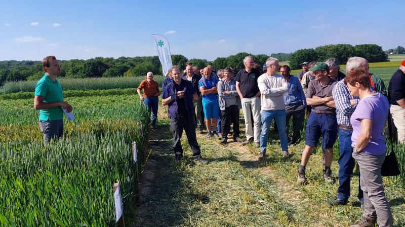 In de rassenproef wintertarwe duiken er ook hybride variëteiten op.