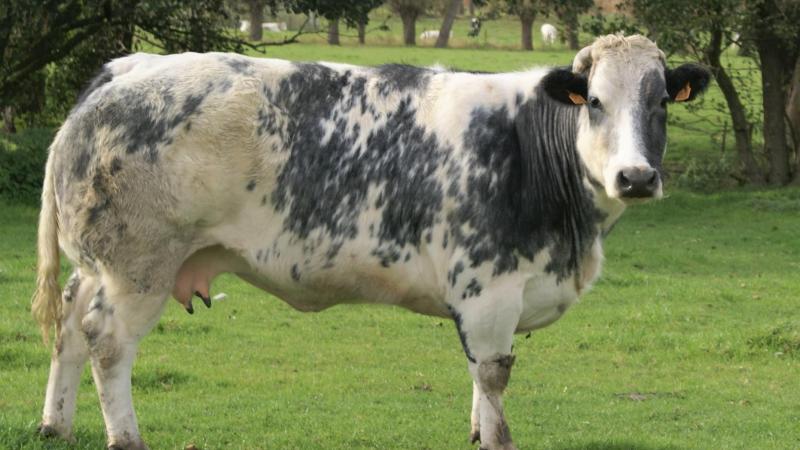 Bij de witblauwe koeien verminderen de prijzen