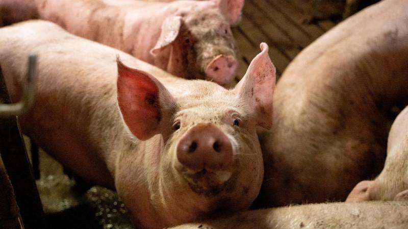 De hogere voederkosten en de minder goede karkaseigenschappen doen vermoeden dat er wel degelijk  een margeverschil is, in het nadeel van het sojavrije voeder.