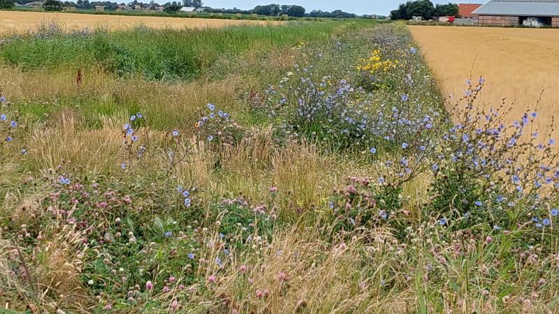 Het areaal bloemenstroken en bloemenakkers nam toe: van 547 ha in 2022 naar 610 ha in 2023.