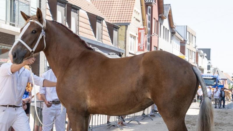 De merrie Brooklyn van ’t Kaleihof, met fokker en eigenaar Vandeginste Philip uit Dudzele, werd door de jury uitgeroepen tot dagkampioen.